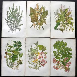 Pratt, Anne 1905 Lot of 6 Antique Botanical Prints: Chromolithographs Published 1899-1905, London for "The Flowering Plants and Ferns of Great Britain" by Anne Pratt. Paper Size: 9.5 x 6 inch (24 x 16cm) Very minor background toning. Good Condition