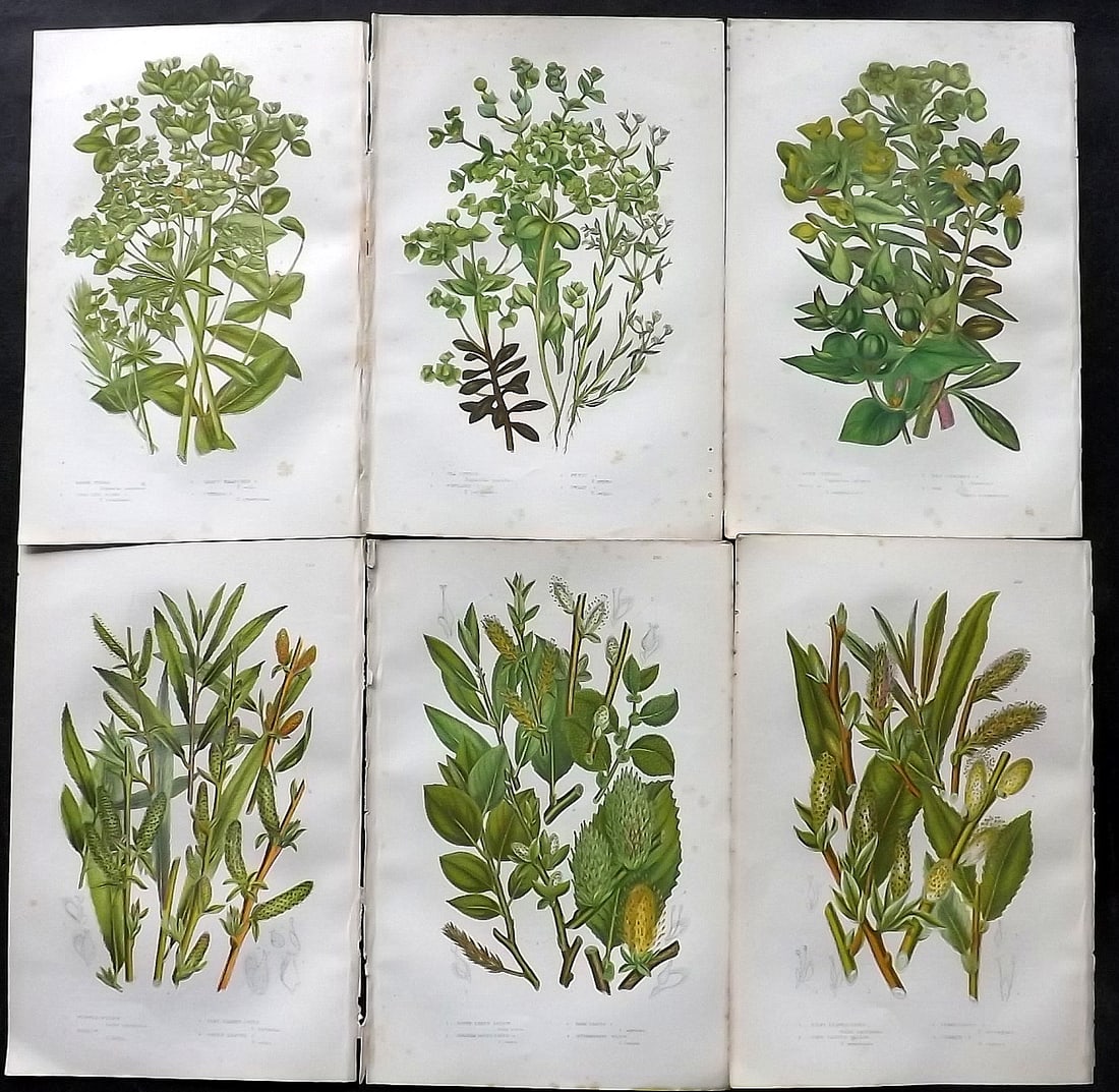 Pratt, Anne 1905 Lot of 6 Antique Botanical Prints: Chromolithographs Published 1899-1905, London for "The Flowering Plants and Ferns of Great Britain" by Anne Pratt. Paper Size: 9.5 x 6 inch (24 x 16cm) Very minor background toning. Good Condition