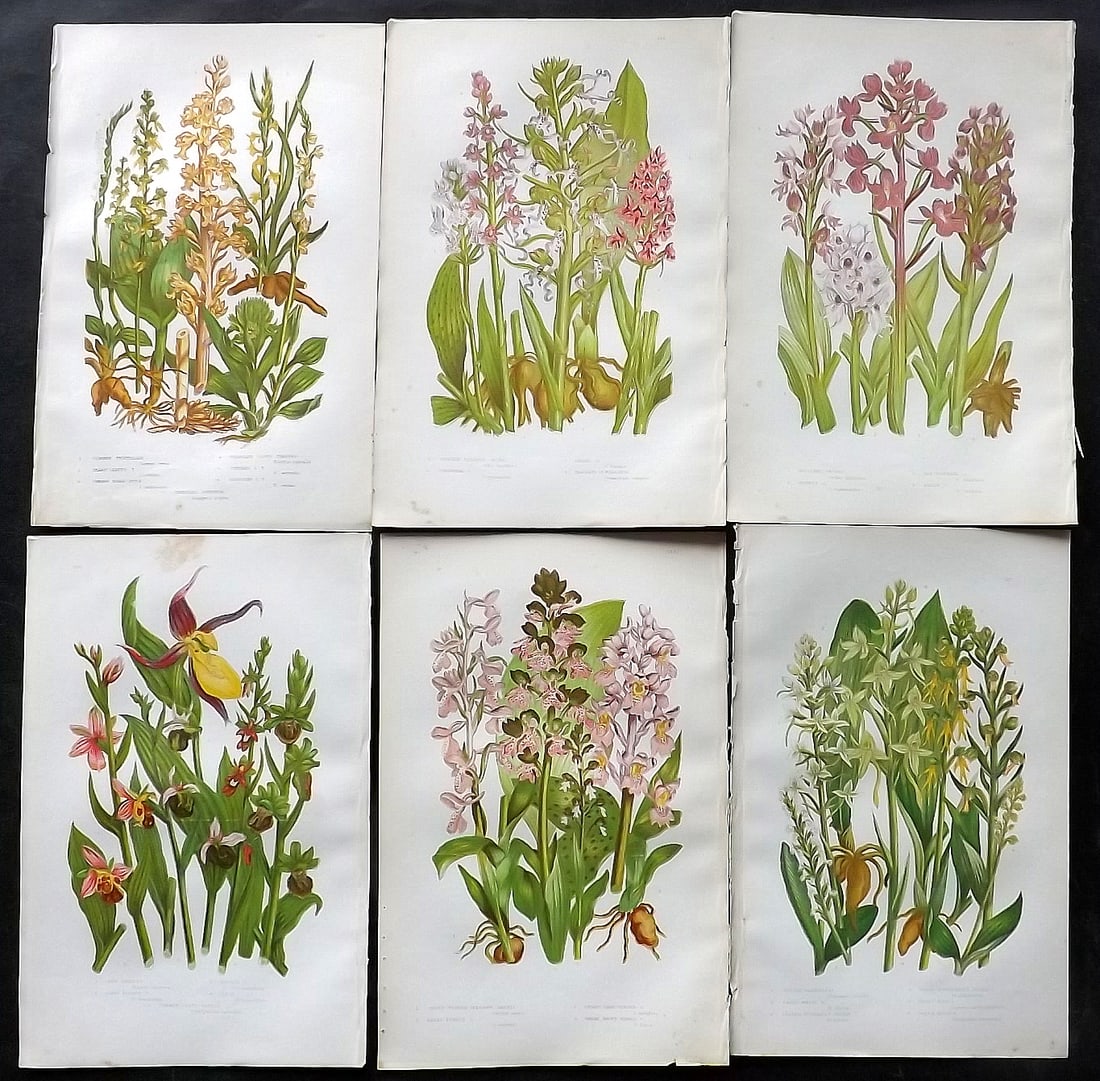 Pratt, Anne 1905 Lot of 6 Antique Botanical Prints - Orchids: Chromolithographs Published 1899-1905, London for "The Flowering Plants and Ferns of Great Britain" by Anne Pratt. Paper Size: 9.5 x 6 inch (24 x 16cm) Very minor background toning. Good Condition