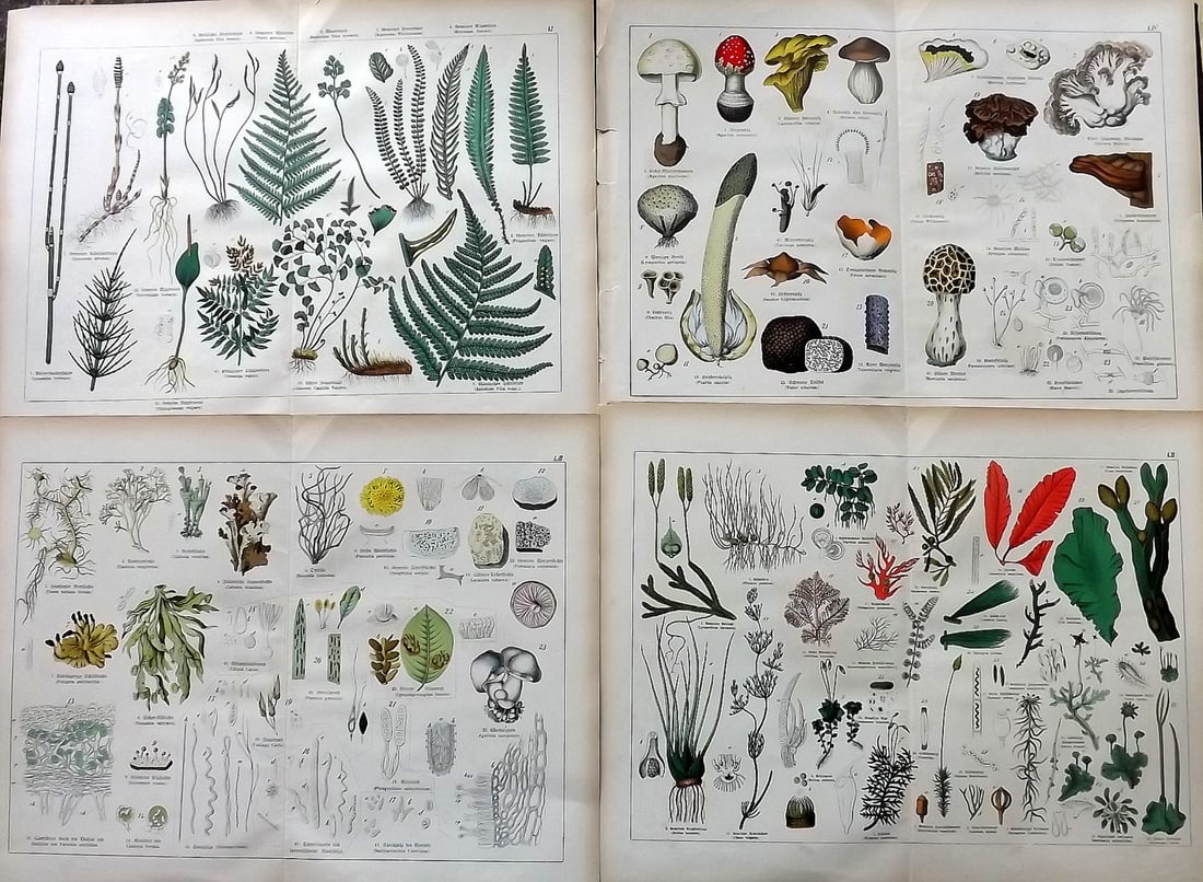 Schubert, Gotthilf 1887 Lot of 5 Large Botanical Prints (1 of 2)