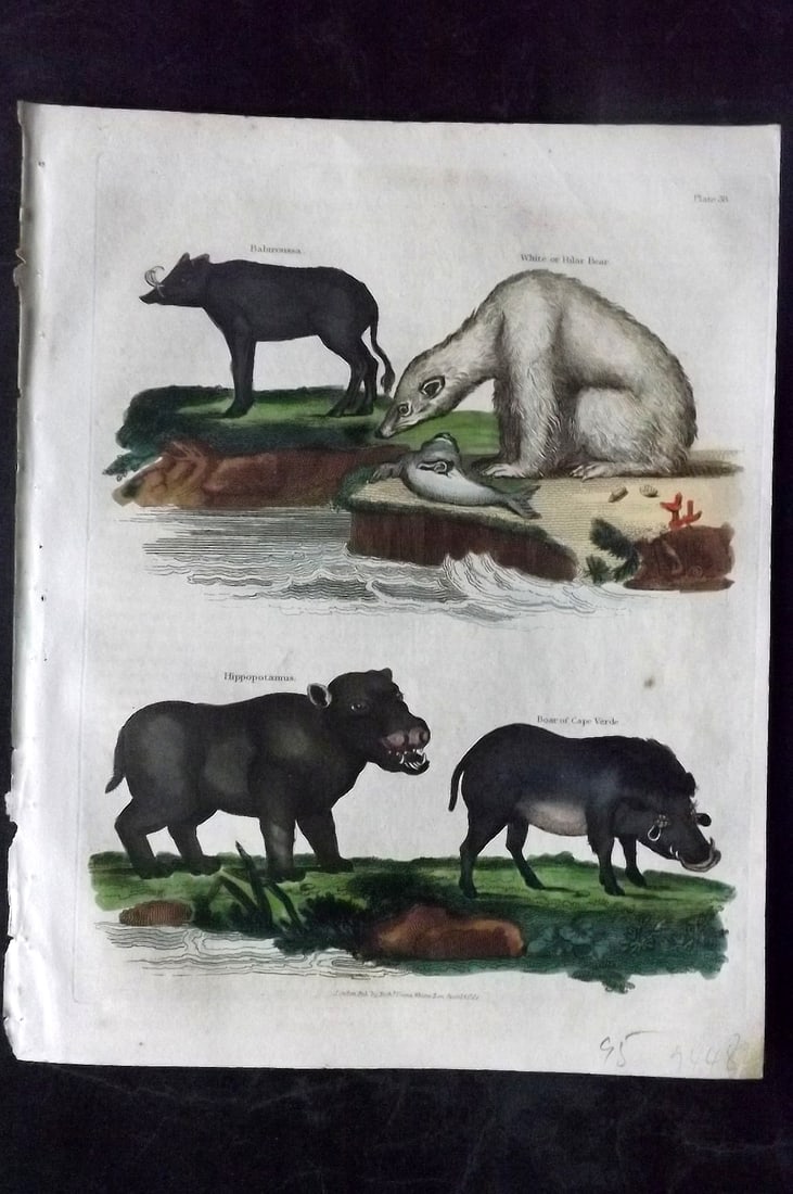 Buffon & Smellie C1820 Hand Col Print. Hippo, Babirusa, Polar Bear , Boar: Hand Colored Copper Plate Published C1820 by Thomas Kelly, London for "A Natural History, General and Particular..." by The Comte de Buffon and William Smellie. Fine hand colour as issued. Paper Size: