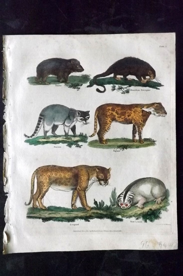 Buffon & Smellie C1820 Hand Col Print. Leopard, Jaguar, Lemur, Racoon: Hand Colored Copper Plate Published C1820 by Thomas Kelly, London for "A Natural History, General and Particular..." by The Comte de Buffon and William Smellie. Fine hand colour as issued. Paper Size: