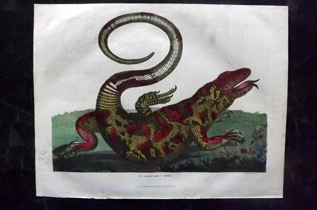 Buffon & Smellie C1820 Hand Col Print. Lizard of Surinam after Maria Merian: Hand Colored Copper Plate Published C1820 by Thomas Kelly, London for "A Natural History, General and Particular..." by The Comte de Buffon and William Smellie. Fine hand colour as issued. Paper Size: