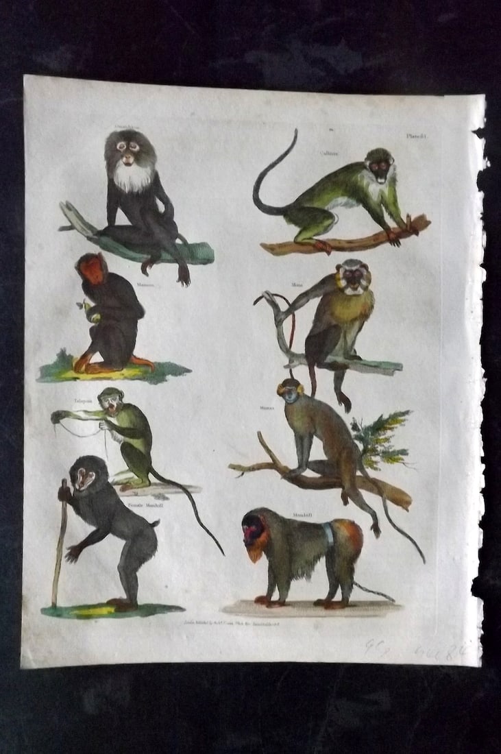 Buffon & Smellie C1820 Hand Col Print. Monkeys Primates: Hand Colored Copper Plate Published C1820 by Thomas Kelly, London for "A Natural History, General and Particular..." by The Comte de Buffon and William Smellie. Fine hand colour as issued. Paper Size: