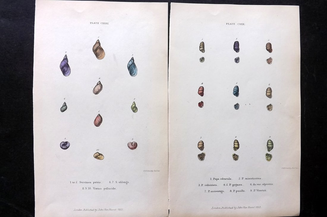 Forbes, Edward 1853 Pair of Antique Hand Col Shell Prints (1 of 2)