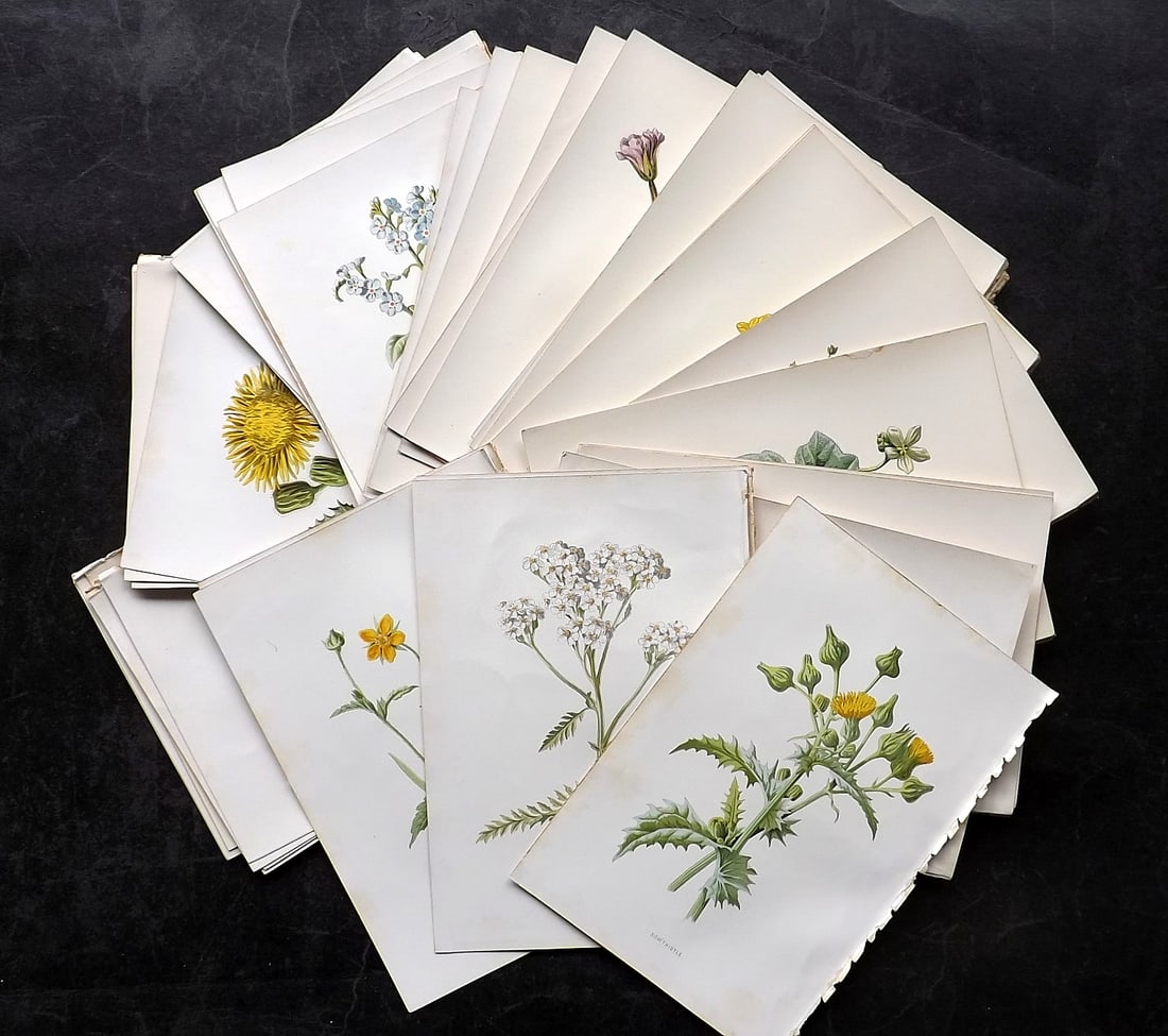 Hulme, Edward C1880 Lot of 40 Botanical Prints. Wild Flowers 1st Edition (1 of 7)