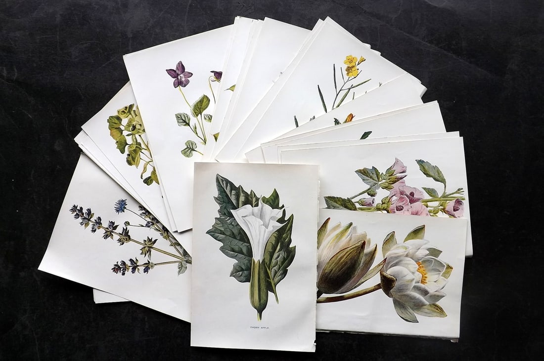 Hulme, Edward C1900 Lot of 40 Botanical Prints. Wild Flowers: Offset Lithographs Published C1900, London for "Familiar Wild Flowers" by F. Edward Hulme & Shirley Hibberd. Paper Size: 7.5 x 5 inch (19 x 13cm) Good Condition