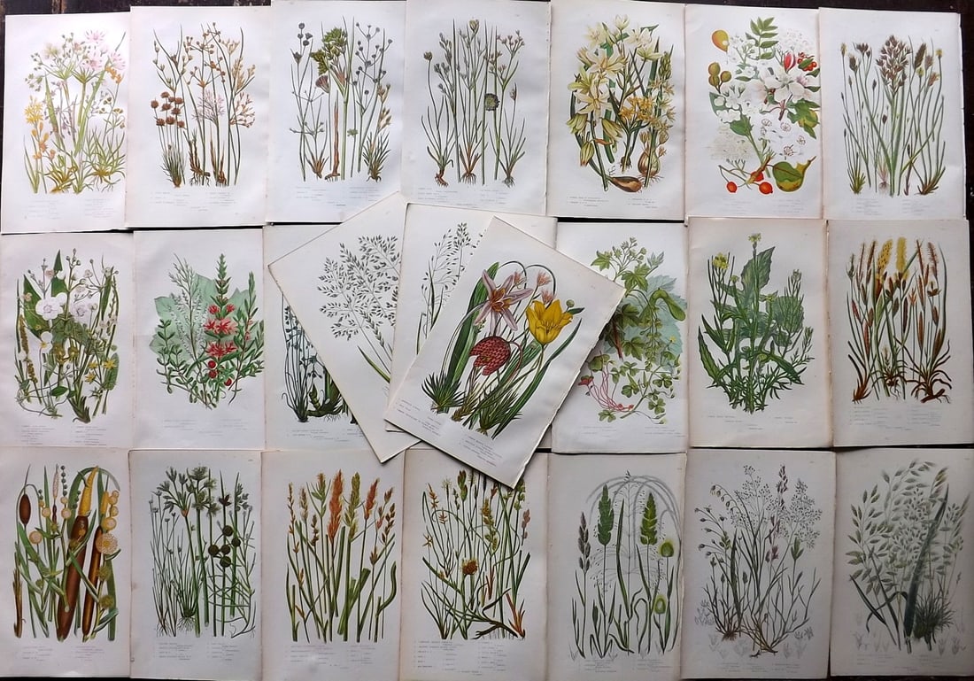 Pratt, Anne 1891 Lot of 24 Antique Botanical Prints: Chromolithographs Published 1889-91, London for "The Flowering Plants and Ferns of Great Britain" by Anne Pratt. Paper Size: 9.5 x 6 inch (24 x 16cm) Good Condition