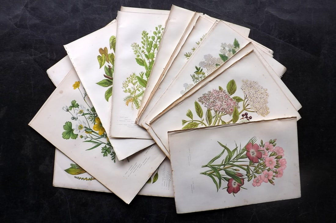 Pratt, Anne 1891 Lot of 36 Antique Botanical Prints: Chromolithographs Published 1889-91, London for "The Flowering Plants and Ferns of Great Britain" by Anne Pratt. Paper Size: 9.5 x 6 inch (24 x 16cm) Very minor margin toning. Good Condition