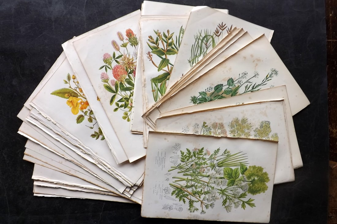 Pratt, Anne 1891 Lot of 50 Antique Botanical Prints: Chromolithographs Published 1889-91, London for "The Flowering Plants and Ferns of Great Britain" by Anne Pratt. Paper Size: 9.5 x 6 inch (24 x 16cm) All with background tone spotting
