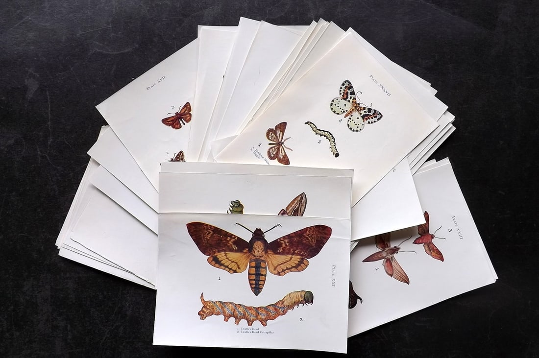Kelman & Wood C1910 Lot of 48 Antique Prints: Antique Offset Lithograph Published C1910, London for "Butterflies and Moths Shown to the Children" by Theodore Wood and Janet Harvey Kelman. Paper Size: 6 x 4 inch (16 x 11cm)