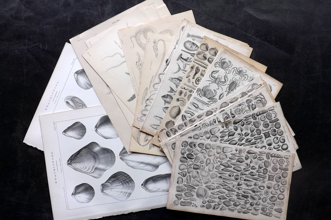 Shells, Fish & Sea Life 19th Cent. Lot of 38 Antique Prints (1 of 9)