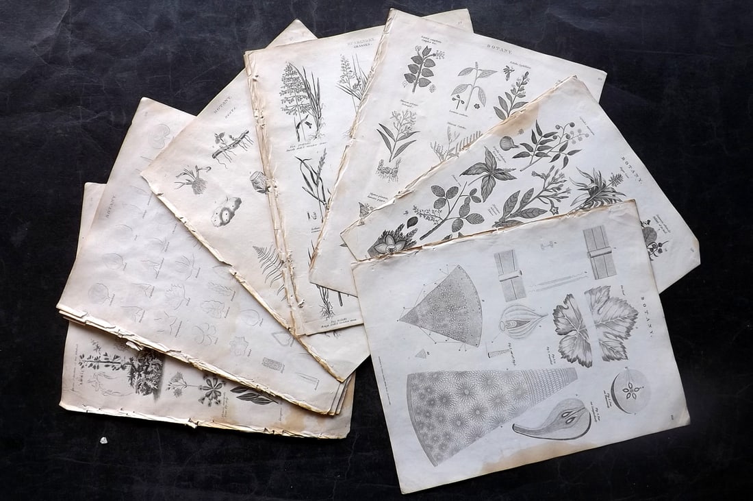 Johnson & Exley 1812 Lot of 13 Botanical Prints (Faults): Copper Plate Pulished 1812, London for "The Imperial Encyclopaedia; Or, Dictionary of the Sciences and Arts" by William Moore Johnson & Thomas Exley. Paper Size: 10.5 x 8.5 inch (27 x 22cm) Almost all