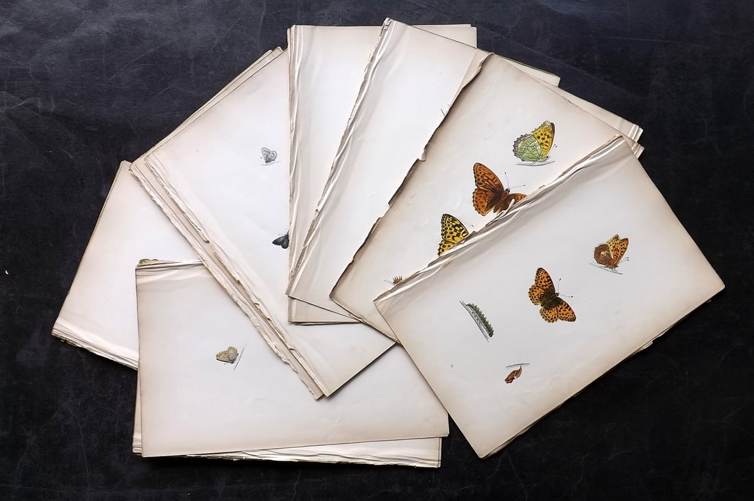 Morris, Francis 1864 Lot of 20 Antique Butterfly Prints: Woodblock Published 1864, London for "A History of British Butterflies" By the Rev. Francis Orpen Morris. Printed in colours and finished by hand. Paper Size: 10 x 7 inch (25 x 18cm) Very minor backgr