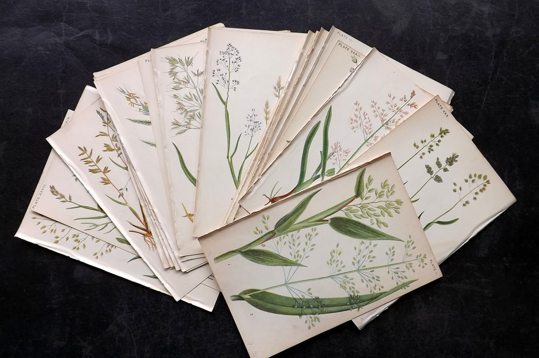 Gordon, W. J. 1907 Lot of 33 Antique Botanical Prints. Grasses: Chromolithograph Published 1907, London by "Manual of British Grasses" by W. J. Gordon. Paper Size: 7 x 4.5 inch (18.5 x 12cm) Good Condition