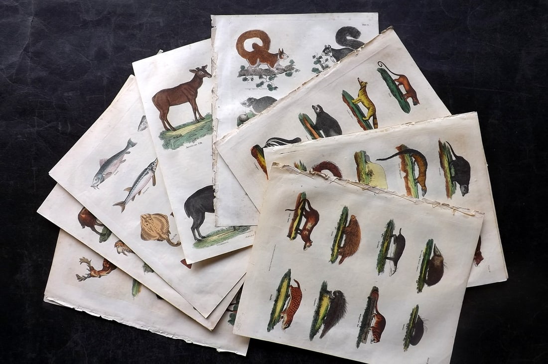 Buffon & Smellie C1820 Lot of 14 Hand Col Natural History Prints: Hand Colored Copper Plate Published C1820 by Thomas Kelly, London for "A Natural History, General and Particular..." by The Comte de Buffon and William Smellie. Fine hand colour as issued. Paper Size: