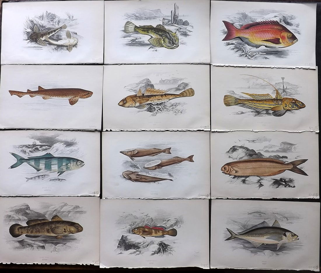 Couch, Jonathan 1860's Lot of 12 Antique Fish Prints (1 of 5)