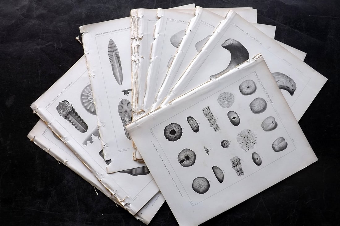Emory, William 1858 Lot of 20 Antique Fossil Shell Prints. Paleontology: Aquatints Published 1857-59, Washington for "Report on the United States and Mexican Boundary Survey..." by William H. Emory. Paper Size: 11 x 9 inch (28 x 23cm) Very minor background toning in parts.