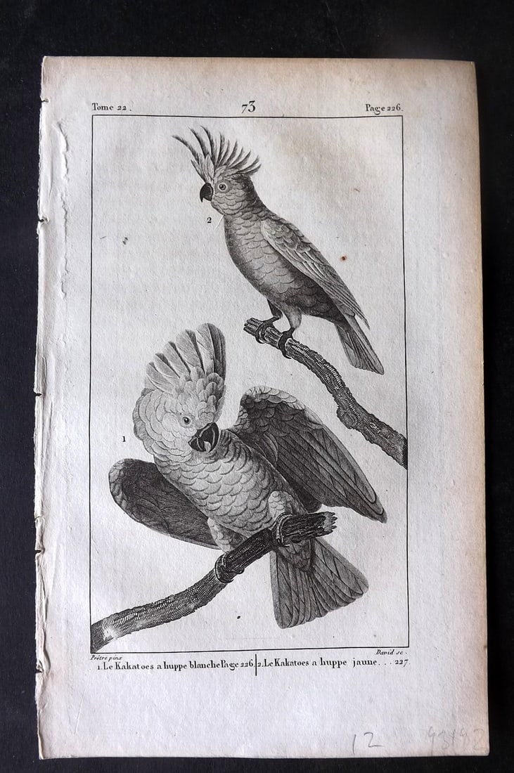 Buffon, Comte de 1825 Antique Bird Print. Cockatoo's Australia 73 (1 of 1)