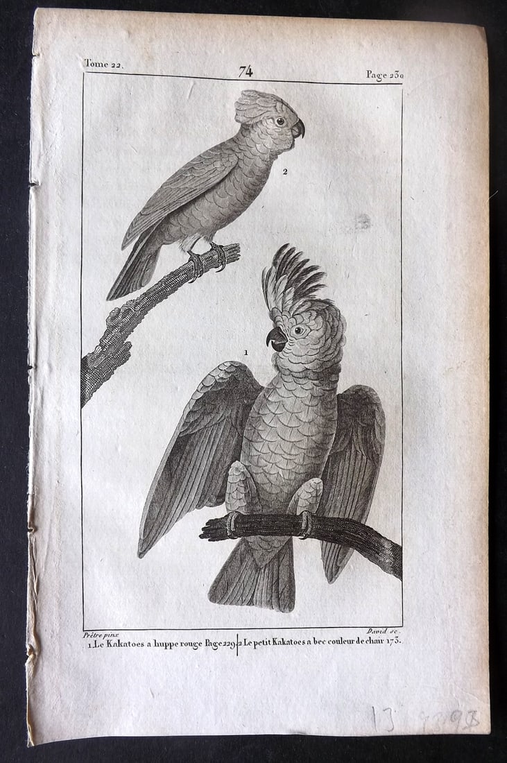 Buffon, Comte de 1825 Antique Bird Print. Cockatoo's Australia 74 (1 of 1)
