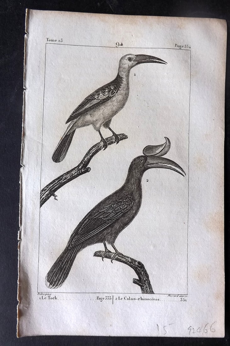 Buffon, Comte de 1825 Antique Bird Print. Rhinoceros Hornbill 94 (1 of 1)