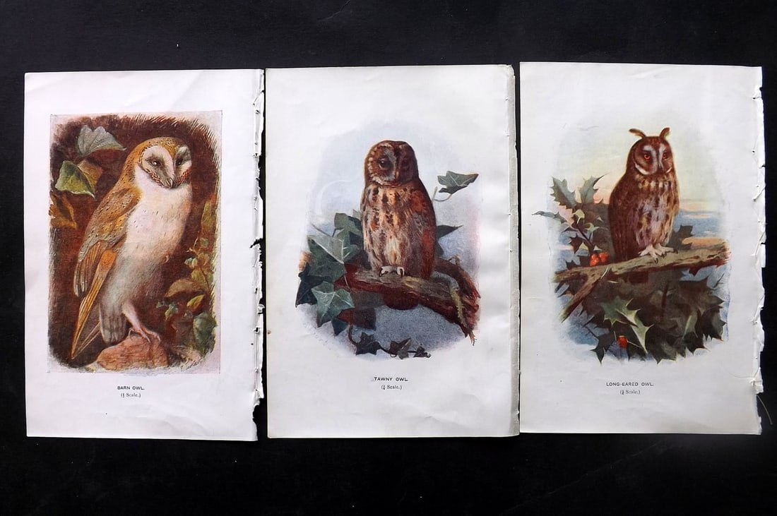 Swaysland, Walter 1901 Lot of 3 Bird Prints. Owls (1 of 2)