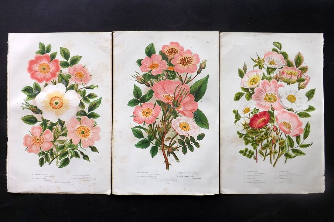 Pratt, Anne 1891 Lot of 3 Botanical Prints. Roses (1 of 2)