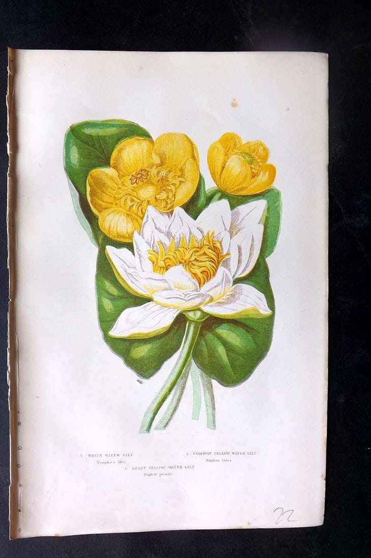 Pratt, Anne 1891 Antique Botanical Print. Water Lily: Chromolithographs Published 1889-91, London for "The Flowering Plants and Ferns of Great Britain" by Anne Pratt. Paper Size: 9.5 x 6 inch (24 x 16cm) Tiny background tone spot. Good Condition