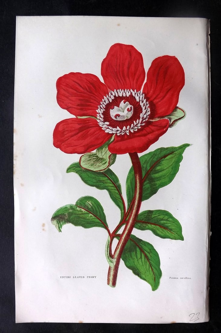 Pratt, Anne 1891 Antique Botanical Print. Peony: Chromolithographs Published 1889-91, London for "The Flowering Plants and Ferns of Great Britain" by Anne Pratt. Paper Size: 9.5 x 6 inch (24 x 16cm) Very minor background toning, otherwise Good Condi