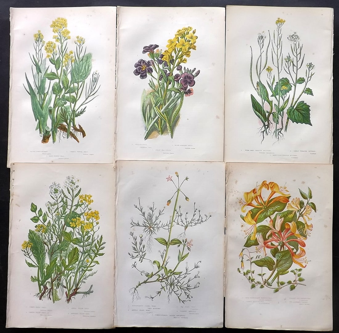 Pratt, Anne 1891 Lot of 6 Antique Botanical Prints: Chromolithographs Published 1889-91, London for "The Flowering Plants and Ferns of Great Britain" by Anne Pratt. Paper Size: 9.5 x 6 inch (24 x 16cm) Minor background toning, otherwise Good Condition