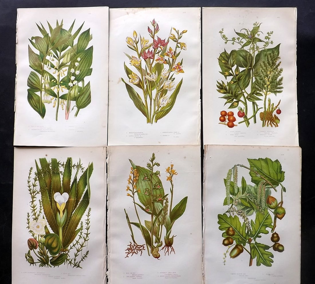 Pratt, Anne 1891 Lot of 6 Antique Botanical Prints: Chromolithographs Published 1889-91, London for "The Flowering Plants and Ferns of Great Britain" by Anne Pratt. Paper Size: 9.5 x 6 inch (24 x 16cm) Minor background toning, otherwise Good Condition