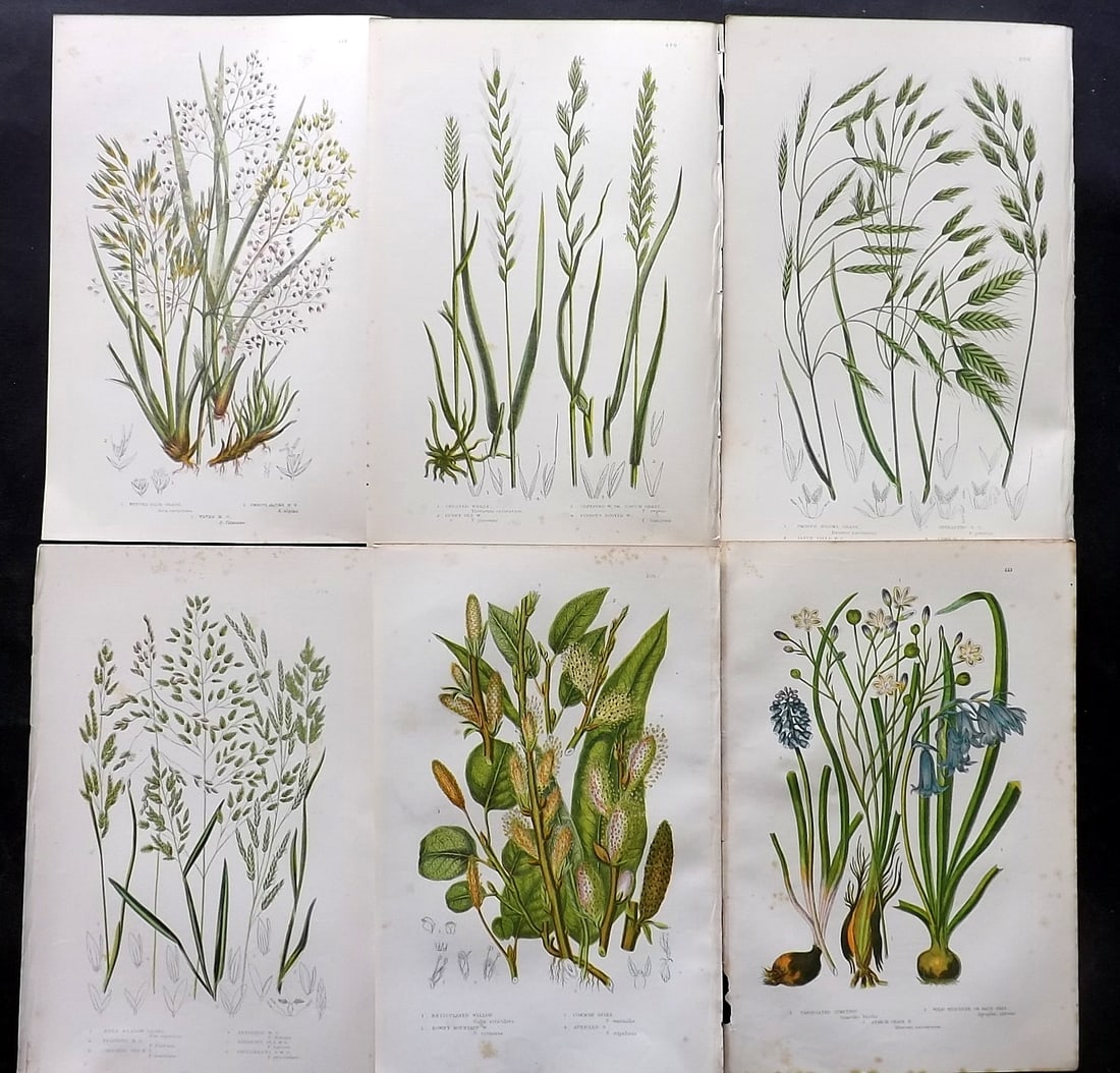Pratt, Anne 1891 Lot of 6 Antique Botanical Prints: Chromolithographs Published 1889-91, London for "The Flowering Plants and Ferns of Great Britain" by Anne Pratt. Paper Size: 9.5 x 6 inch (24 x 16cm) Minor background toning, otherwise Good Condition
