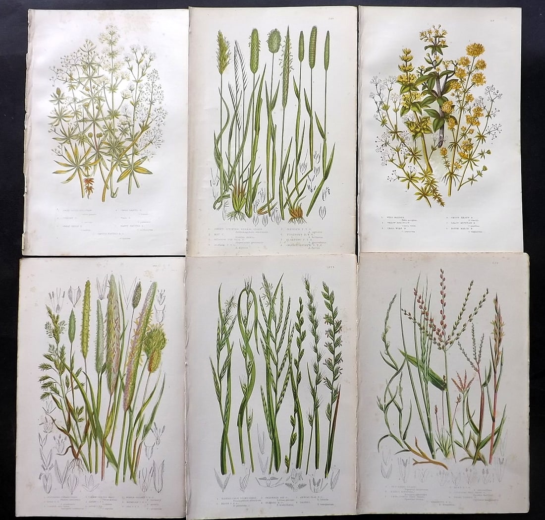 Pratt, Anne 1891 Lot of 6 Antique Botanical Prints: Chromolithographs Published 1889-91, London for "The Flowering Plants and Ferns of Great Britain" by Anne Pratt. Paper Size: 9.5 x 6 inch (24 x 16cm) Minor background toning, otherwise Good Condition
