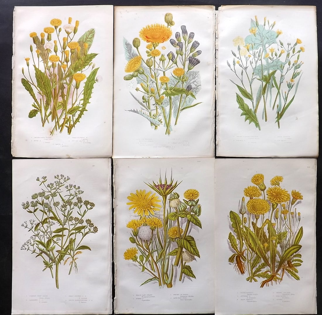 Pratt, Anne 1891 Lot of 6 Antique Botanical Prints: Chromolithographs Published 1889-91, London for "The Flowering Plants and Ferns of Great Britain" by Anne Pratt. Paper Size: 9.5 x 6 inch (24 x 16cm) Minor background toning, otherwise Good Condition