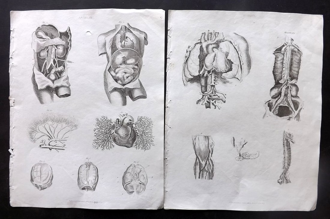 Johnson & Exley 1812 Pair of Anatomy Prints. Stomach, Organs etc: Copper Plate Pulished 1812, London for "The Imperial Encyclopaedia; Or, Dictionary of the Sciences and Arts" by William Moore Johnson & Thomas Exley. Paper Size: 10.5 x 8.5 inch (27 x 22cm) Good Condi