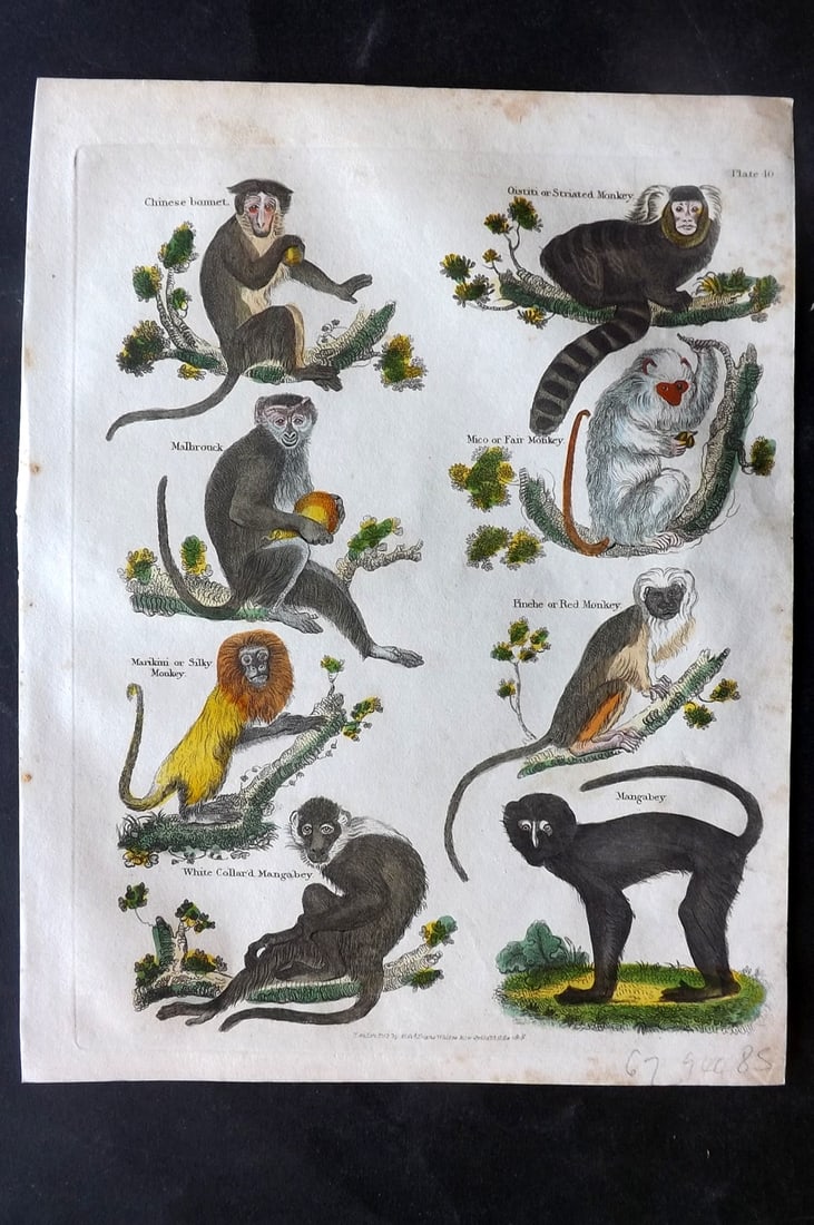 Buffon & Smellie C1820 Hand Col Print. Primates Monkeys: Hand Colored Copper Plate Published C1820 by Thomas Kelly, London for "A Natural History, General and Particular..." by The Comte de Buffon and William Smellie. Fine hand colour as issued. Paper Size: