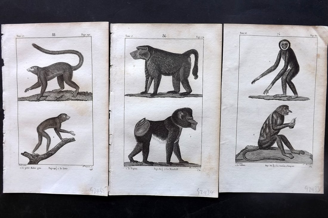 Buffon, Comte de 1825 Lot of 3 Antique Prints. Monkeys Primates (1 of 2)