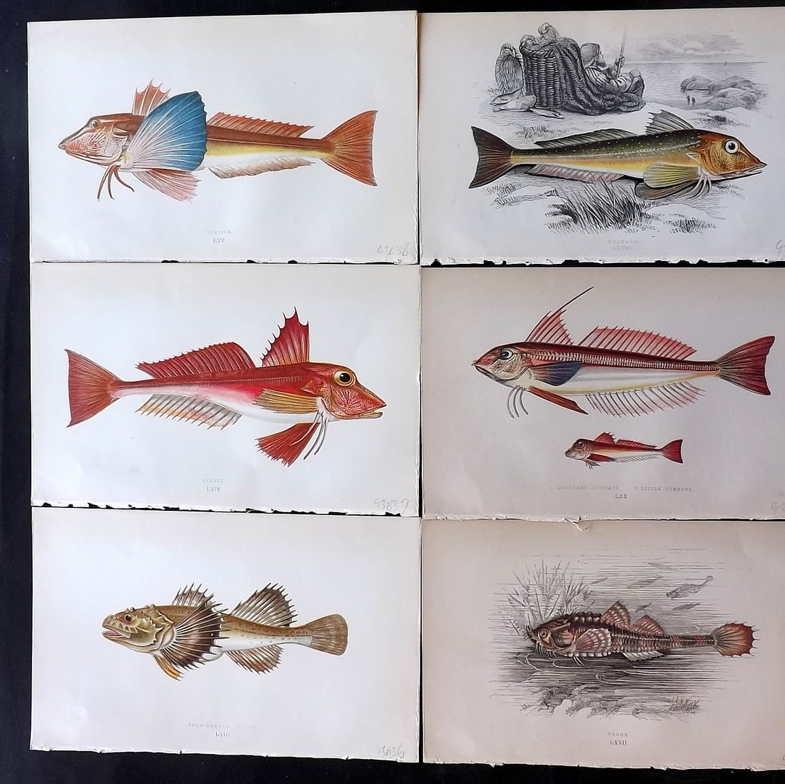 Couch, Jonathan 1860's Lot of 6 Antique Fish Prints: Colour Printed Woodblock Published 1862-65, London for "A History of the Fishes of the British Islands" First Edition by Jonathan Couch. Paper Size: 9.5 x 6 inch (24 x 15cm) Good Condition