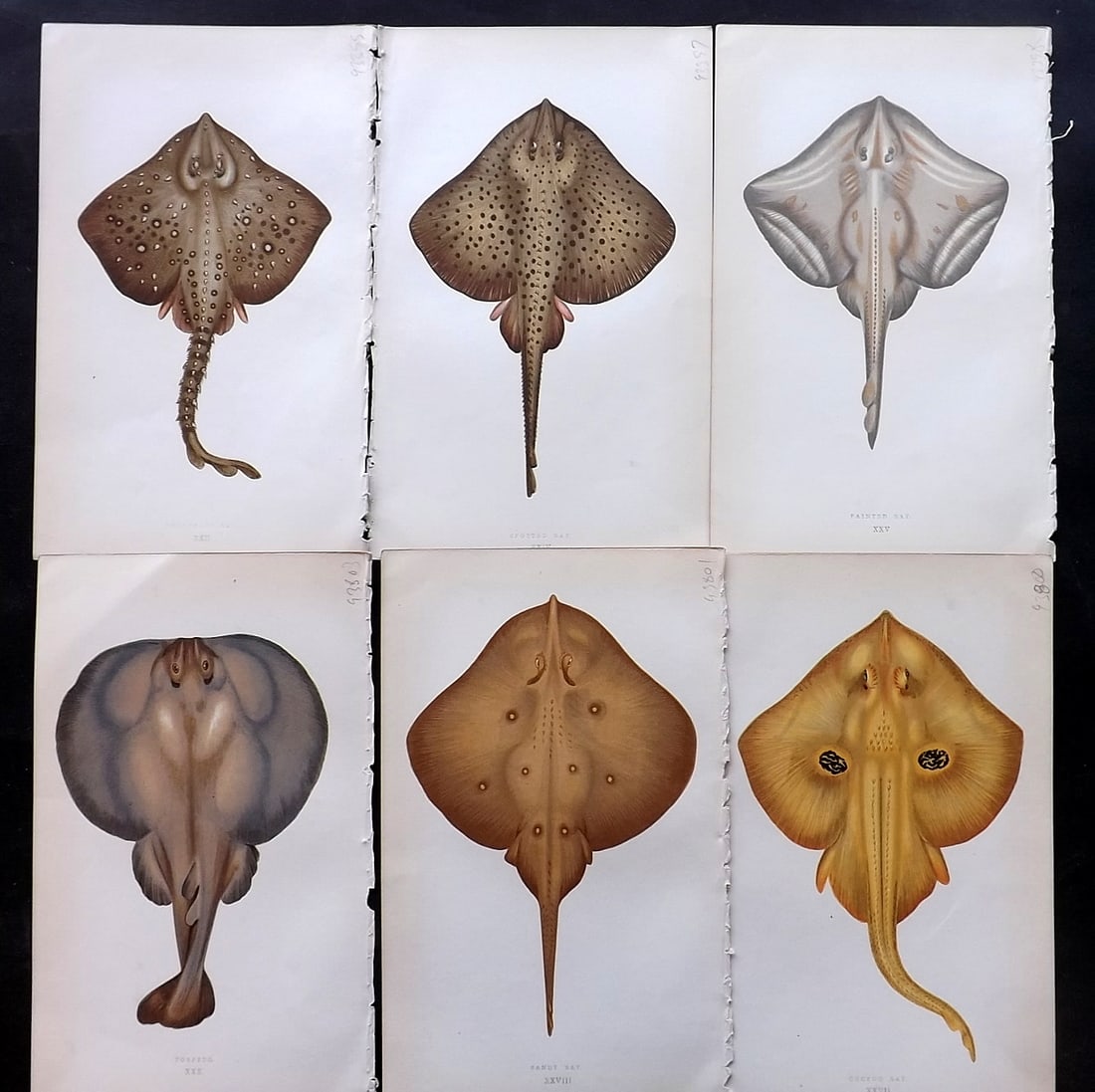 Couch, Jonathan 1860's Lot of 6 Antique Fish Prints (1 of 2)