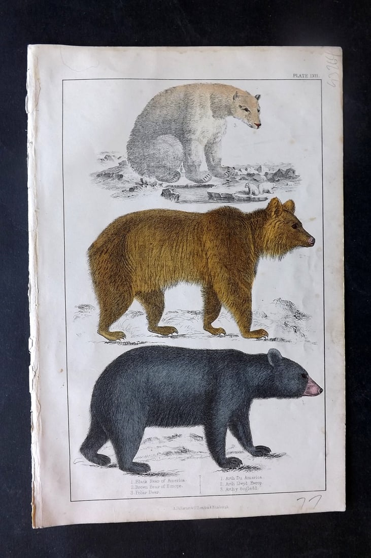 Goldsmith, Oliver C1850 Hand Col Print. American, European & Polar Bears: Hand Colored Etching/Engraving Published C1850 by A. Fullarton & Co., London for "A History of the Earth and Animated Nature" by Oliver Goldsmith. Paper Size: 10 x 6 inch (25 x 16cm) Minor background 