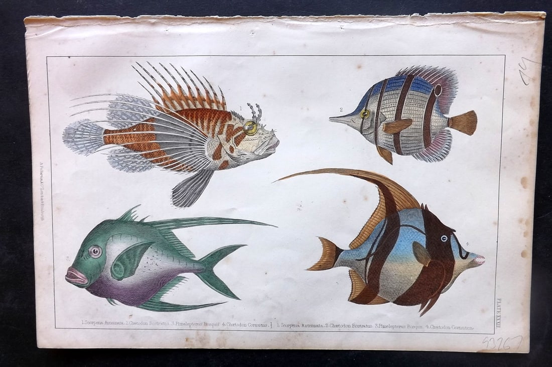 Goldsmith, Oliver C1850 Hand Col Print. Scorpena, Chaetodon Fish (1 of 1)