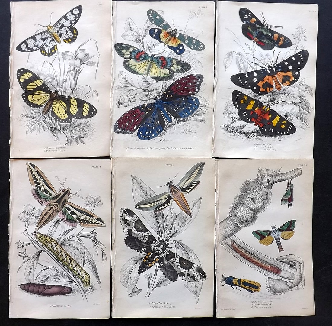 Jardine, William C1840 Lot of 6 Hand Col Prints. Exotic Moths (1 of 2)
