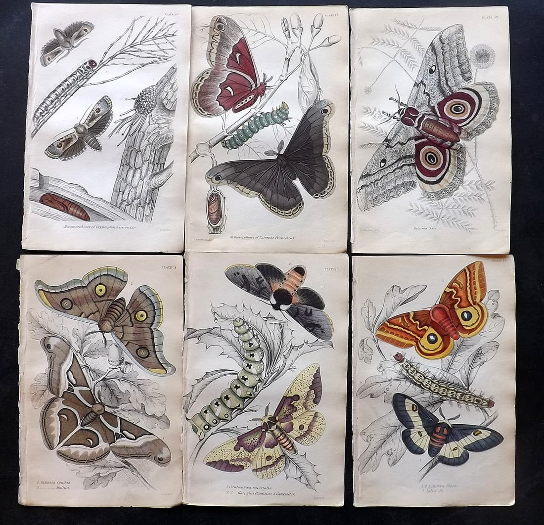 Jardine, William C1840 Lot of 6 Hand Col Prints. Exotic Moths (1 of 2)