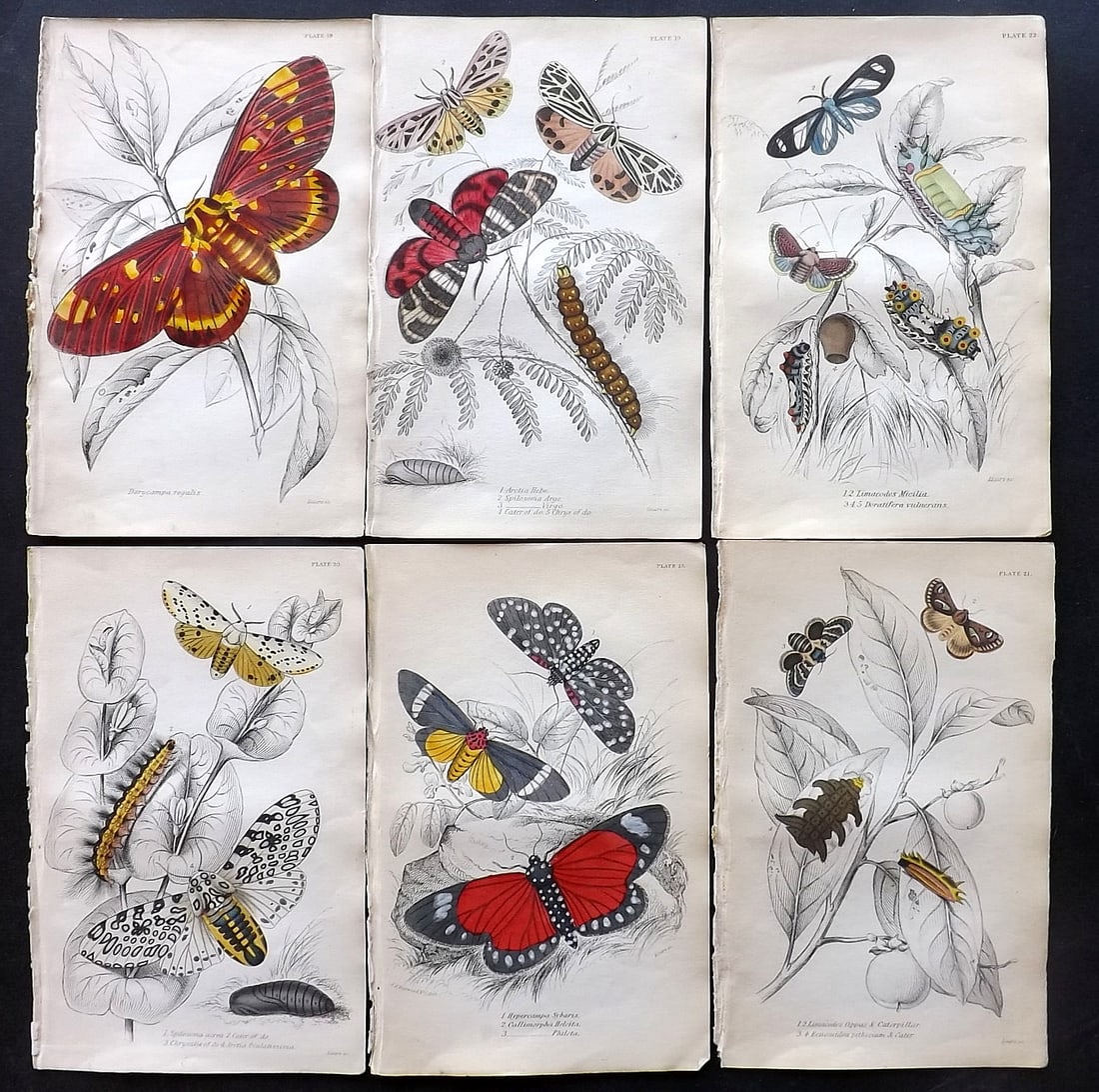 Jardine, William C1840 Lot of 6 Hand Col Prints. Exotic Moths (1 of 2)