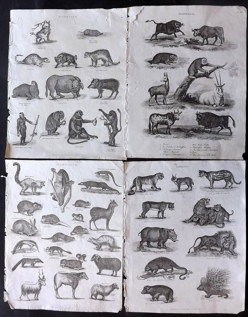 Johnson & Exley 1812 Lot of 4 Antique Mammal Prints: Copper Plate Pulished 1812, London for "The Imperial Encyclopaedia; Or, Dictionary of the Sciences and Arts" by William Moore Johnson & Thomas Exley. Paper Size: 10.5 x 8.5 inch (27 x 22cm) One with c