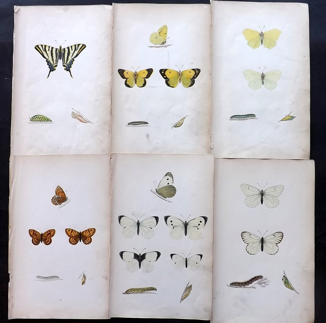Morris, Francis 1864 Lot of 6 Antique Butterfly Prints: Woodblock Published 1864, London for "A History of British Butterflies" By the Rev. Francis Orpen Morris. Printed in colours and finished by hand. Paper Size: 10 x 7 inch (25 x 18cm) Very minor backgr