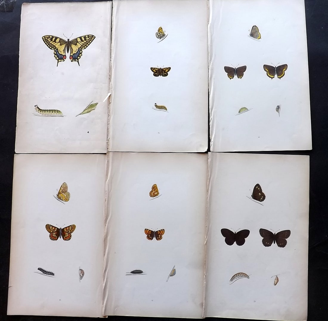 Morris, Francis 1864 Lot of 6 Antique Butterfly Prints: Woodblock Published 1864, London for "A History of British Butterflies" By the Rev. Francis Orpen Morris. Printed in colours and finished by hand. Paper Size: 10 x 7 inch (25 x 18cm) Very minor backgr