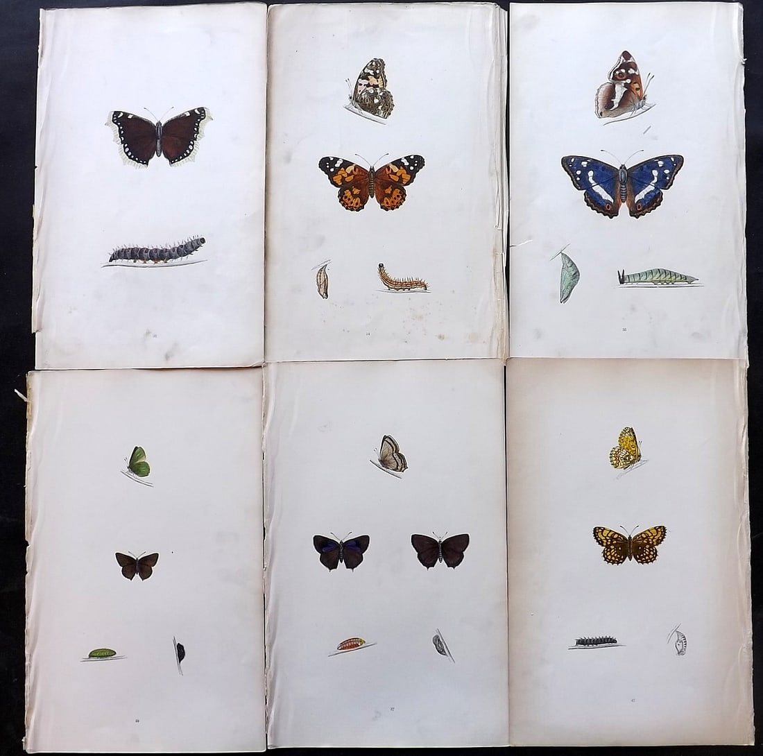 Morris, Francis 1864 Lot of 6 Antique Butterfly Prints: Woodblock Published 1864, London for "A History of British Butterflies" By the Rev. Francis Orpen Morris. Printed in colours and finished by hand. Paper Size: 10 x 7 inch (25 x 18cm) Very minor backgr