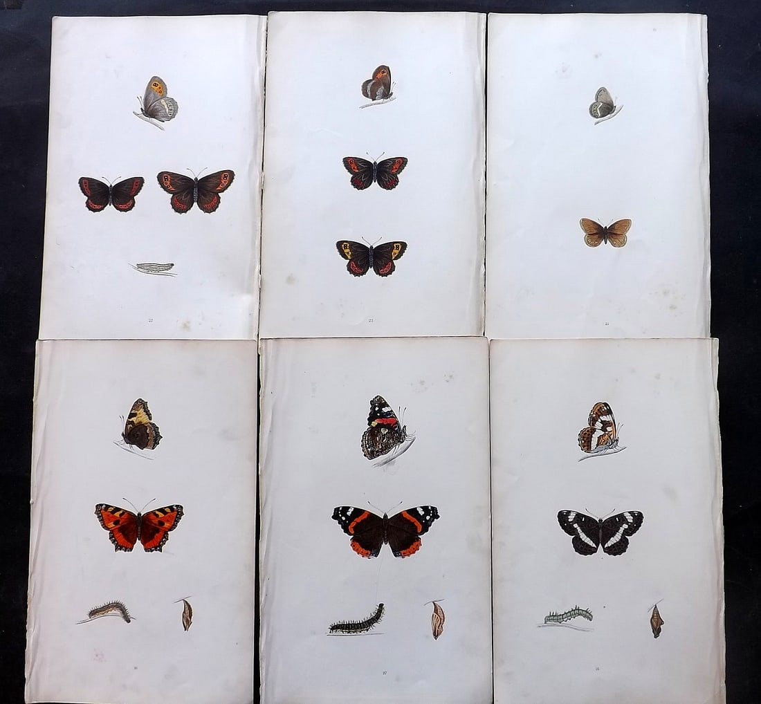 Morris, Francis 1864 Lot of 6 Antique Butterfly Prints: Woodblock Published 1864, London for "A History of British Butterflies" By the Rev. Francis Orpen Morris. Printed in colours and finished by hand. Paper Size: 10 x 7 inch (25 x 18cm) Very minor backgr