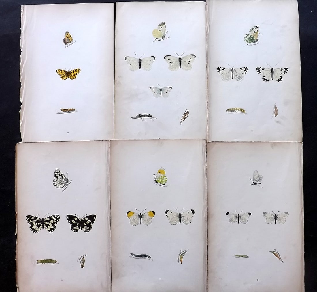 Morris, Francis 1864 Lot of 6 Antique Butterfly Prints: Woodblock Published 1864, London for "A History of British Butterflies" By the Rev. Francis Orpen Morris. Printed in colours and finished by hand. Paper Size: 10 x 7 inch (25 x 18cm) Very minor backgr